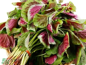 莧菜怎么摘？莧菜怎么處理