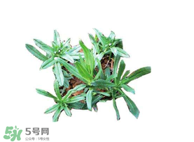 曲曲菜有什么功效？曲曲菜的功效與禁忌