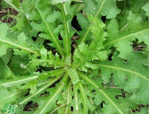 苦苦菜和蒲公英的區(qū)別 苦苦菜和蒲公英有什么區(qū)別？