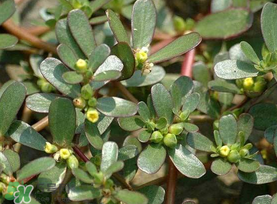 馬齒莧能治蕁麻疹嗎？馬齒莧可以治蕁麻疹嗎？