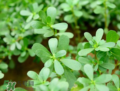 馬齒莧能治蕁麻疹嗎？馬齒莧可以治蕁麻疹嗎？