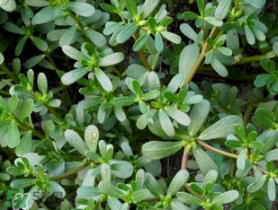 馬齒莧能治前列腺炎嗎？馬齒莧可以治前列腺炎嗎？