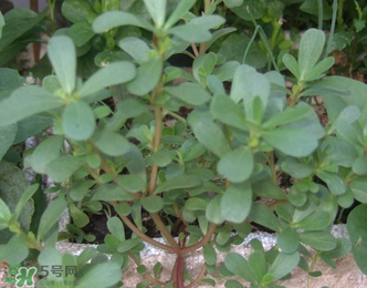 馬齒莧能治前列腺炎嗎？馬齒莧可以治前列腺炎嗎？