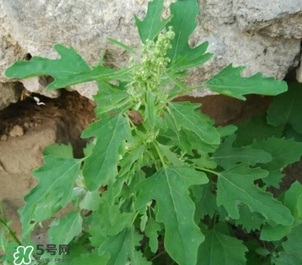 灰灰菜是什么樣子？灰灰菜圖片