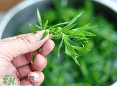 掃帚菜孕婦能吃嗎？孕婦可以吃掃帚菜嗎