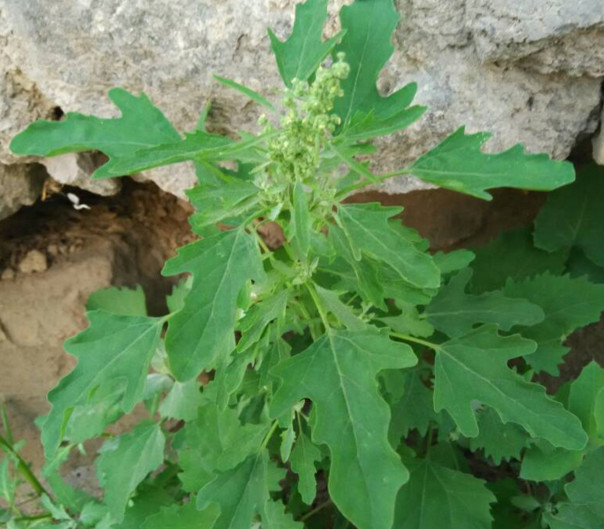 灰菜能生吃嗎？灰菜怎么做好吃