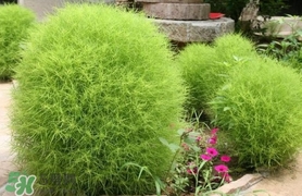 掃帚菜怎么吃？掃帚菜做法