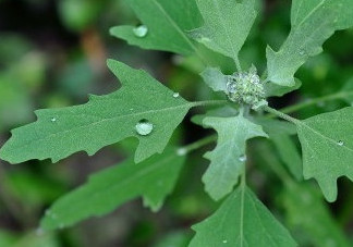 灰菜能生吃嗎？灰菜怎么做好吃