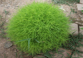 掃帚菜怎么吃？掃帚菜做法