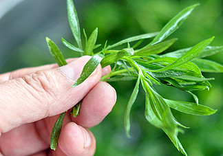 掃帚菜孕婦能吃嗎？孕婦可以吃掃帚菜嗎