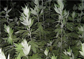 白蒿的食用禁忌 白蒿有什么食用禁忌？