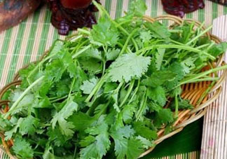 四月份可以種香菜嗎？四月份還能種香萊嗎？