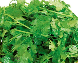 四月份可以種香菜嗎？四月份還能種香萊嗎？