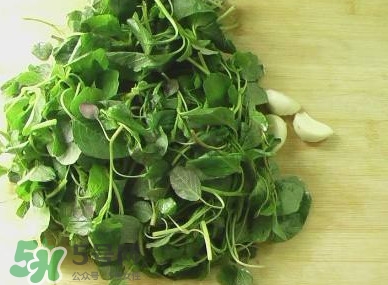 野莧菜能吃嗎？野莧菜圖片