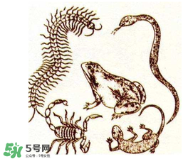 五毒日是哪幾天？2017年五毒日是哪幾天？