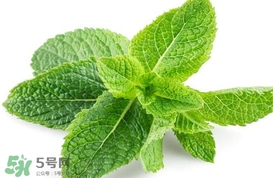 薄荷葉能生吃嗎？薄荷葉可以生吃嗎
