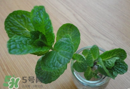 薄荷怎么養(yǎng)？薄荷怎么養(yǎng)才能爆盆