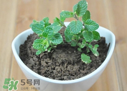 薄荷能放臥室嗎？薄荷能不能放臥室