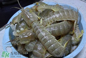 皮皮蝦死的怎么清洗？死的皮皮蝦怎么清洗？