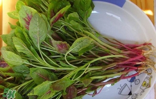 莧菜怎么洗？莧菜怎么擇
