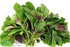 莧菜怎么種？莧菜如何種植