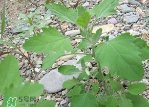 胃酸過多吃灰灰菜有好處嗎？胃酸過多能吃灰灰菜嗎