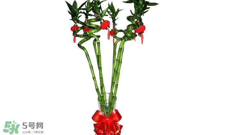 富貴竹可以和百合一起養(yǎng)嗎？富貴竹可以和什么花養(yǎng)？