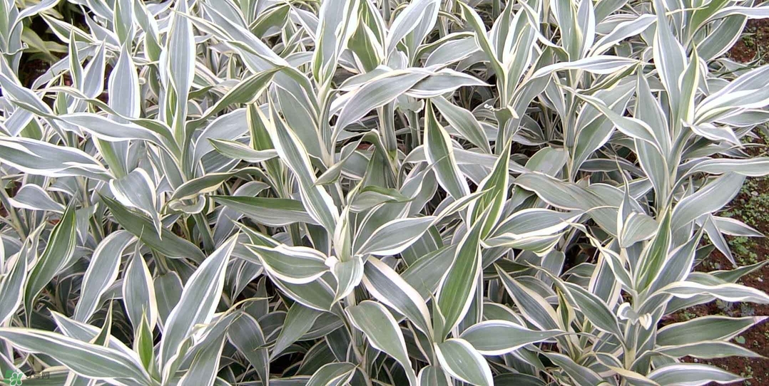 富貴竹有幾個(gè)品種？富貴竹有種子嗎？