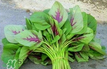 莧菜怎么種？莧菜如何種植