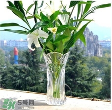 富貴竹有幾個(gè)品種？富貴竹有種子嗎？