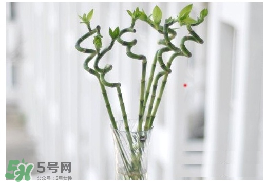 富貴竹葉子發(fā)黃怎么辦？富貴竹怎么養(yǎng)才能更旺盛？