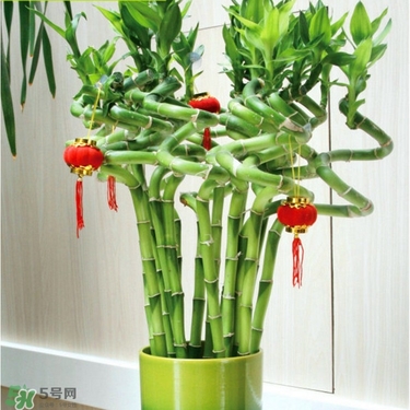 富貴竹有毒嗎？富貴竹有什么作用？