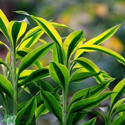 富貴竹有幾個(gè)品種？富貴竹有種子嗎？