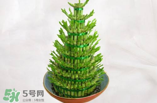 富貴竹可以和百合一起養(yǎng)嗎？富貴竹可以和什么花養(yǎng)？