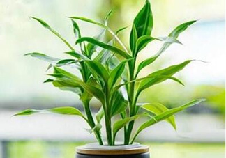 富貴竹可以和百合一起養(yǎng)嗎？富貴竹可以和什么花養(yǎng)？