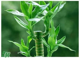 富貴竹葉子發(fā)黃怎么辦？富貴竹怎么養(yǎng)才能更旺盛？