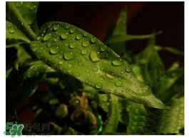 富貴竹葉子發(fā)黃怎么辦？富貴竹怎么養(yǎng)才能更旺盛？