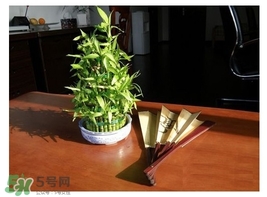 富貴竹葉子發(fā)黃怎么辦？富貴竹怎么養(yǎng)才能更旺盛？