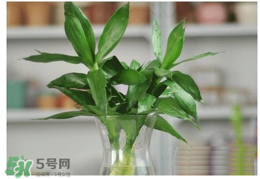 富貴竹葉子發(fā)黃怎么辦？富貴竹怎么養(yǎng)才能更旺盛？
