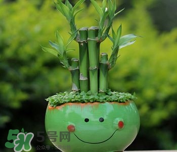 富貴竹可以和百合一起養(yǎng)嗎？富貴竹可以和什么花養(yǎng)？