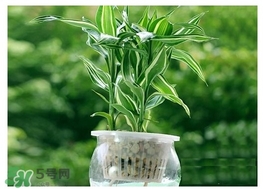 富貴竹葉子發(fā)黃怎么辦？富貴竹怎么養(yǎng)才能更旺盛？
