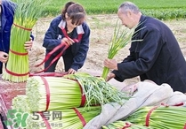 蒜苔頭能吃嗎？蒜苔頭可以吃嗎