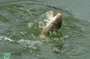 谷雨怎么釣魚？谷雨前后釣魚技巧