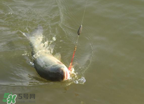谷雨好釣魚嗎？谷雨釣魚用什么餌料？