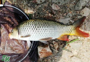 谷雨好釣魚嗎？谷雨釣魚用什么餌料？