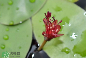 莼菜多少錢一斤？莼菜多少錢一斤2017？