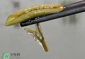 莼菜多少錢一斤？莼菜多少錢一斤2017？