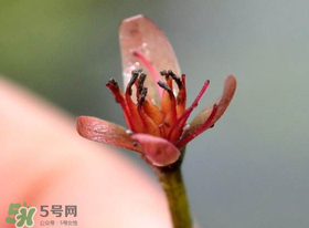 莼菜是什么菜？莼菜是荷葉嗎？