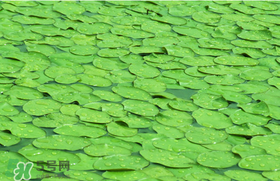 莼菜可以生吃嗎？莼菜怎么吃？