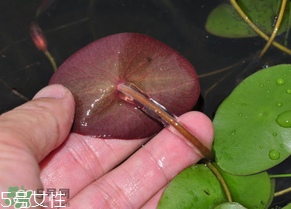?莼菜什么時(shí)節(jié)有？莼菜什么時(shí)候采摘？